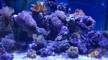 Réagencement de certains coraux !