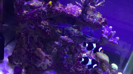 Amphiprion Ocellaris Darwini