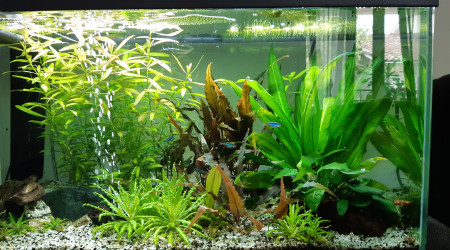 Les néons se détendent peu à peu