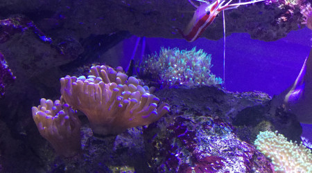 Euphyllia et Lysmata Amboinensis