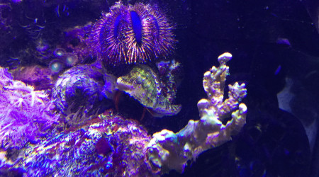 Mespilia Globulus et Calcinus Tibicen