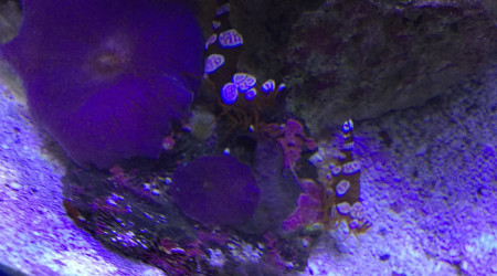 Discosoma et Thor Amboinensis