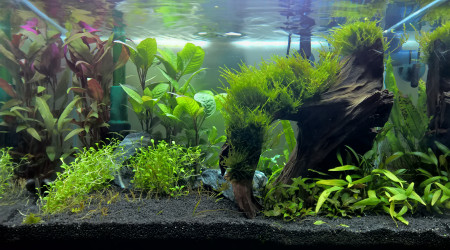 aquarium ADA 45P