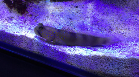 Cryptocentrus cinctus