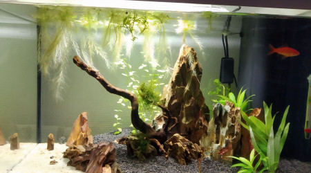 Arrivé de "Maurice"