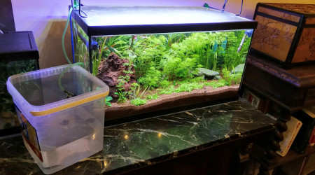 Acclimatation système goutte à goutte