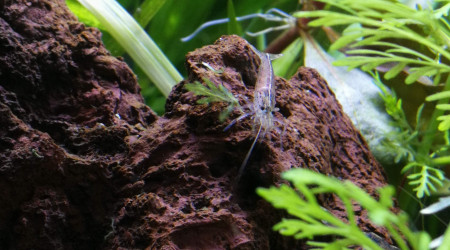 Caridina Japonica
