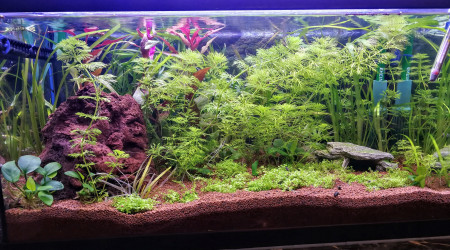 aquarium Aquarium 60 L Nouveau Projet