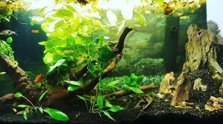 aquarium Amazonien