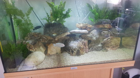 aquarium Cichlidée