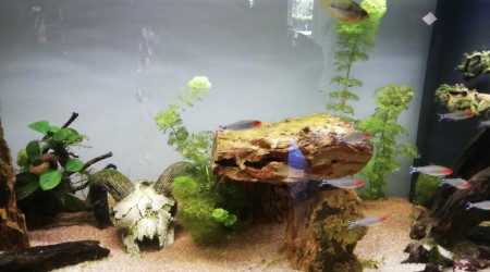 aquarium Amazonien