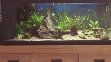 aquarium 240 litres amazonien