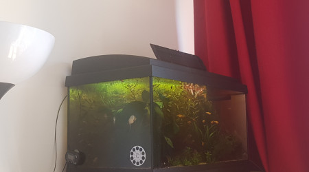 Bonne nuit les poissons ♡