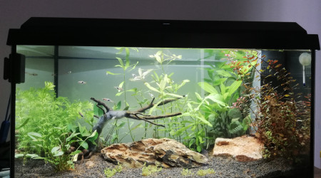 aquarium 60 L