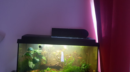 Fin du retrait des plantes