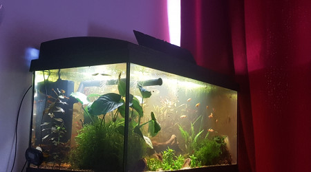 Fin du retrait des plantes