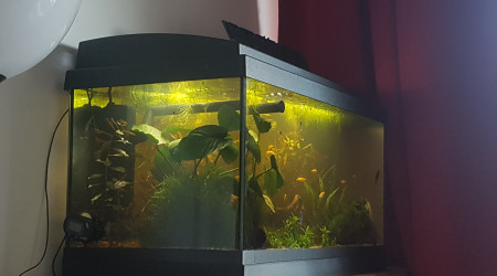 Fin du retrait des plantes