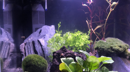 aquarium Aquascape betta