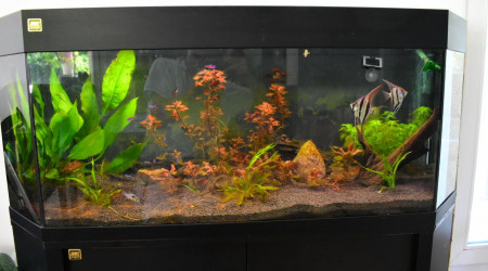 aquarium 220 l Amazonien