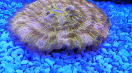 Un des derniers arrivés (FUNGIA ORANGE)