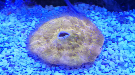 Un des derniers arrivés (FUNGIA ORANGE)