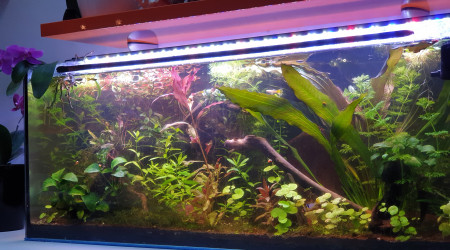 aquarium 120L Amazonien