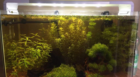 aquarium 100L Asiatique