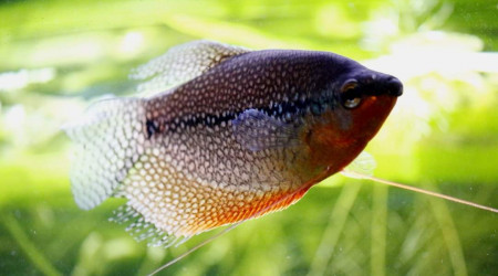 Gourami Perlé