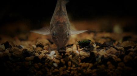 Corydoras Paleatus