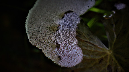 Nid de bulles d'un de mes Gouramis Perlés