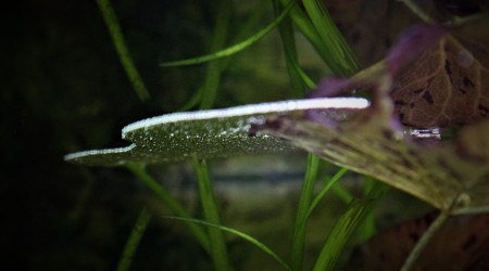 Nid de bulles d'un de mes Gouramis Perlés