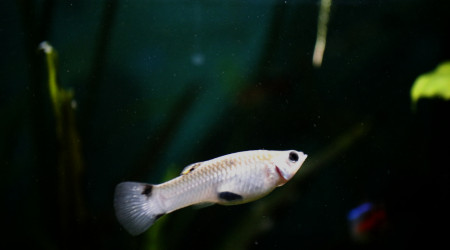 Poecilia Vivipara Femelle