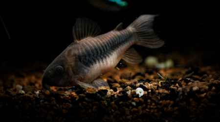 Corydoras Aeneus