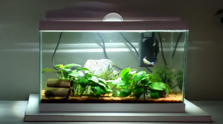 aquarium mini communautaire planté