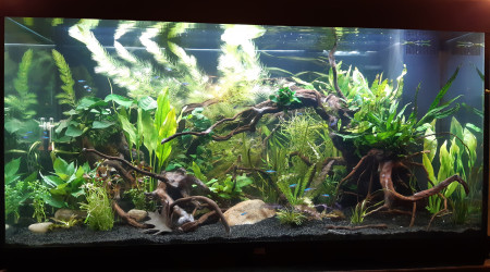 aquarium Amazonien 350l