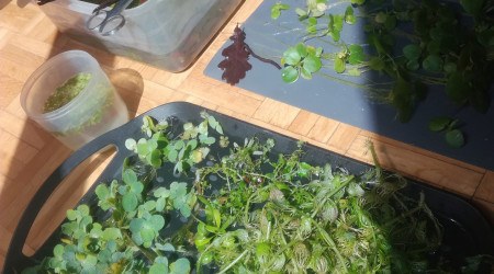 Ce midi c'est salade !