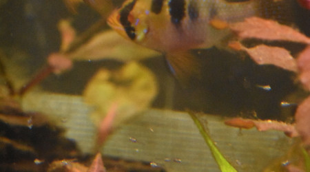 Les valeureux parents et leur progéniture