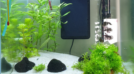 aquarium 50L