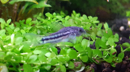 Corydoras harbrosus