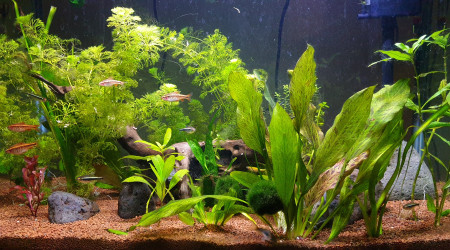 aquarium 85 L