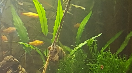 Asolene Spixi + Lollie