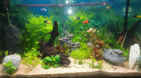 aquarium 230 Litres