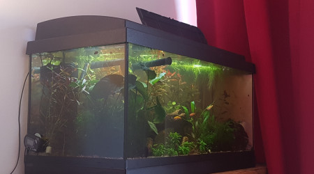 Quand l'ajout de nouvelles plantes...