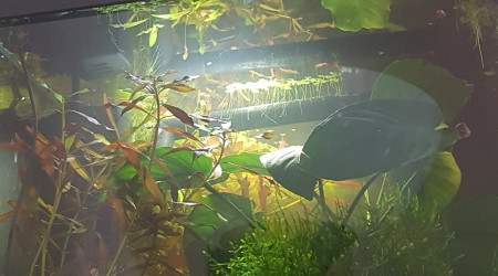 Quand l'ajout de nouvelles plantes...