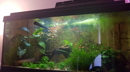 Quand l'ajout de nouvelles plantes...