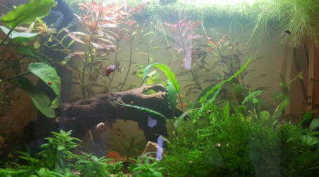 Quand l'ajout de nouvelles plantes...