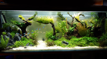 aquarium Aquascaping test