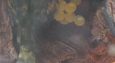 Une future portée d'Ancistrus Dolichopterus