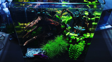 aquarium Dennerle 30 L