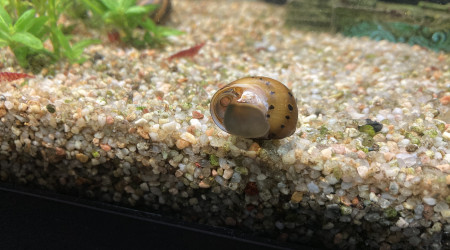 Escargot victime de guppy